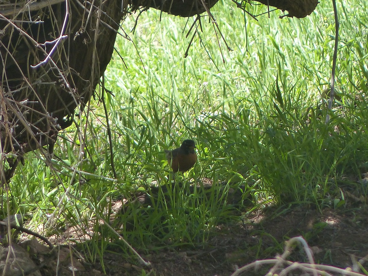 American Robin - ML565681611