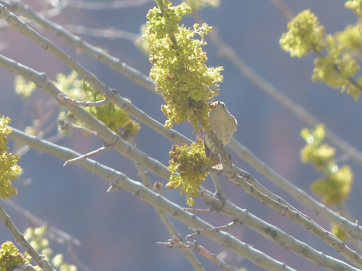 Blue-gray Gnatcatcher - ML565681651