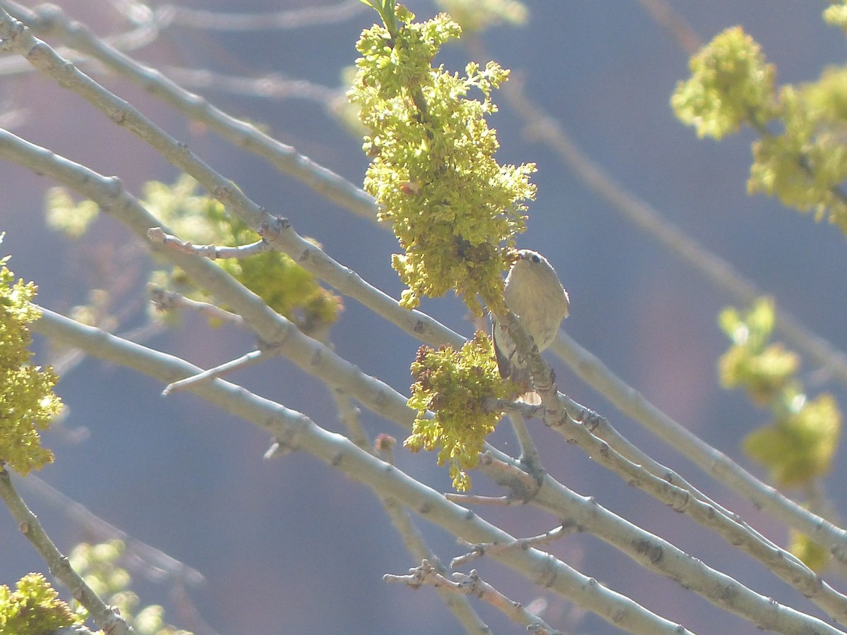 Blue-gray Gnatcatcher - ML565681661