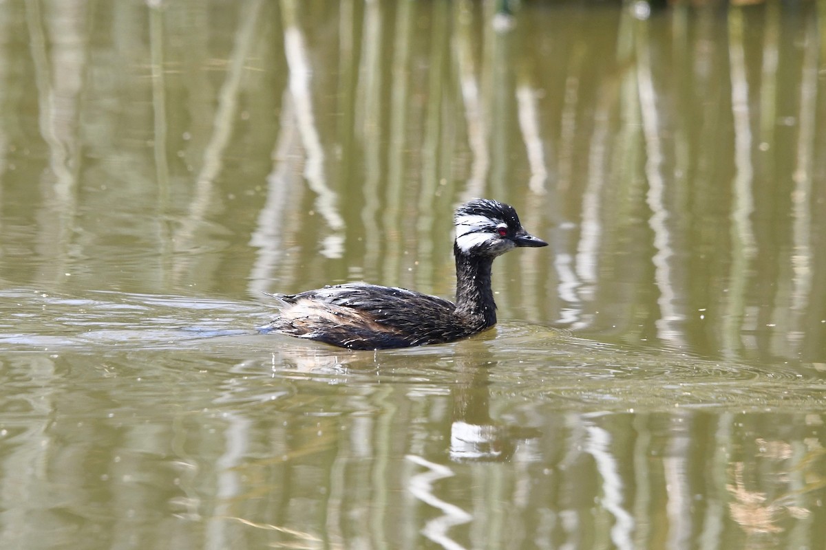 White-tufted Grebe - ML565681771