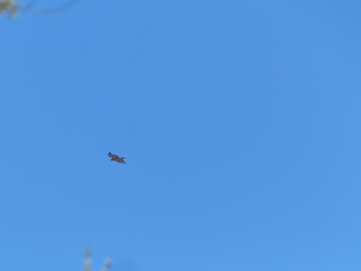 Red-tailed Hawk - Jim Guion