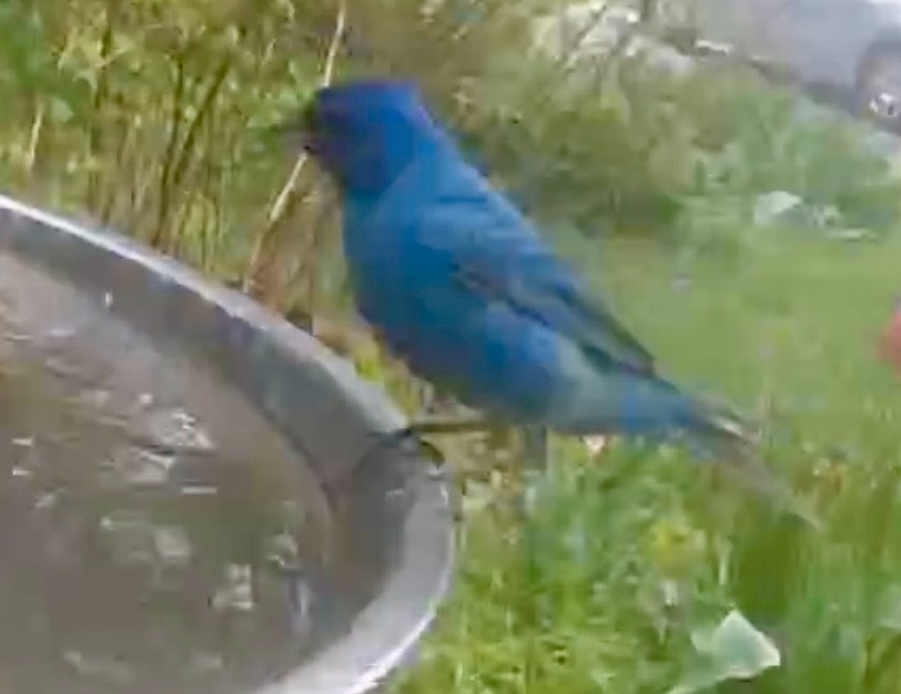 Indigo Bunting - ML565682121