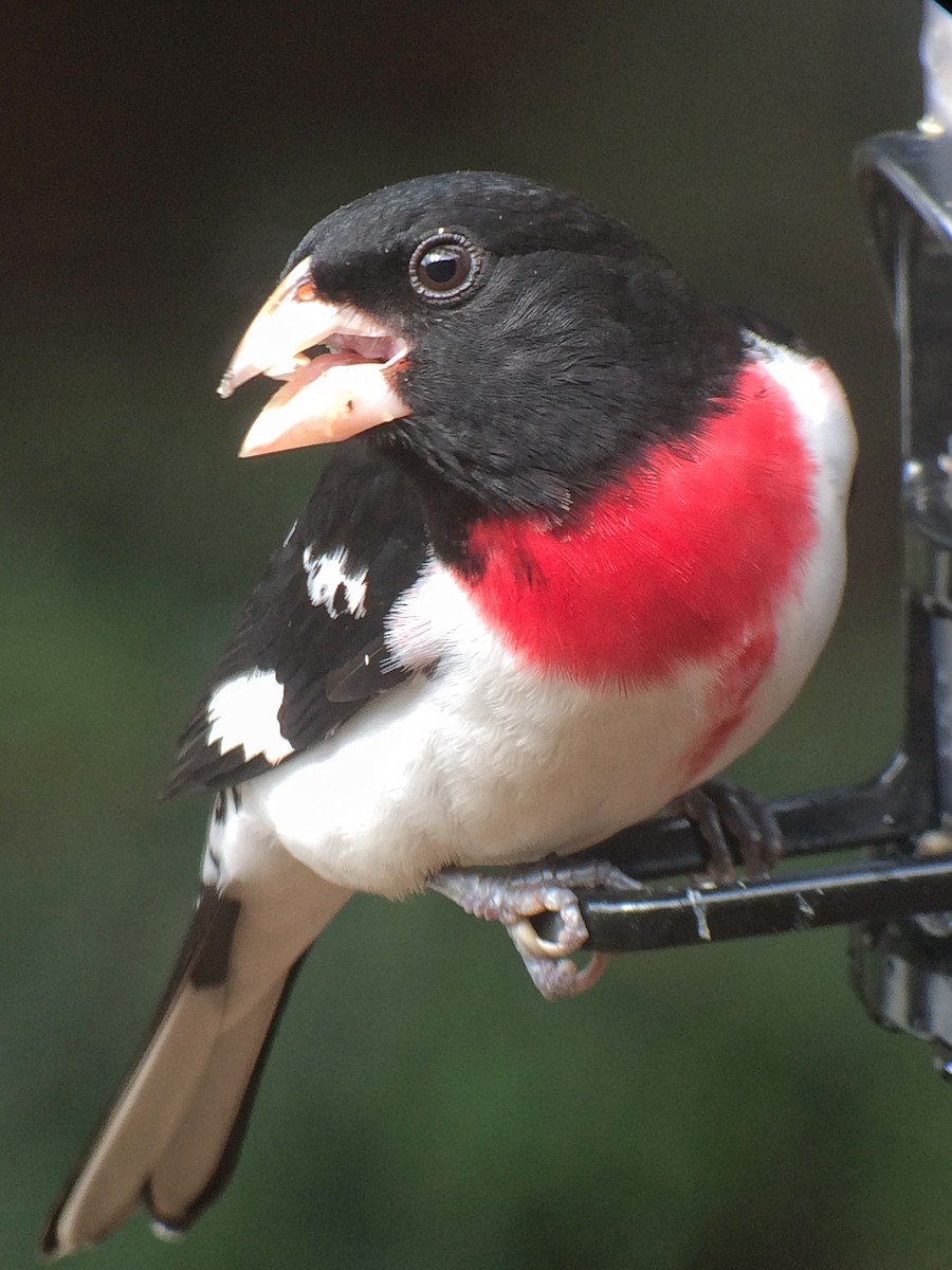 Rose-breasted Grosbeak - ML56568291