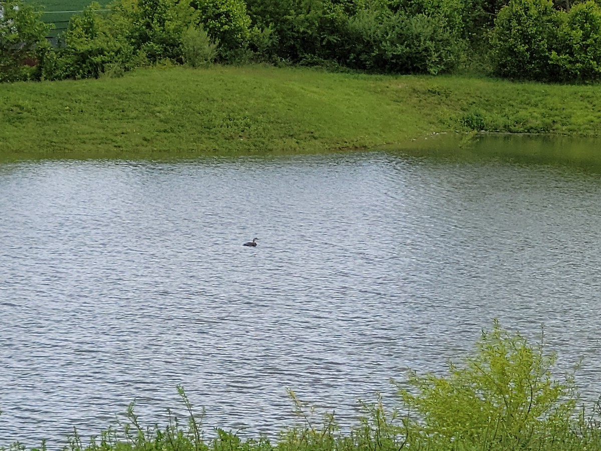 Common Loon - Scott Hodgdon