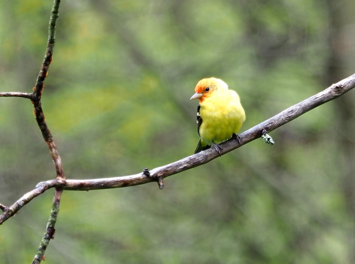 Western Tanager - ML565684071