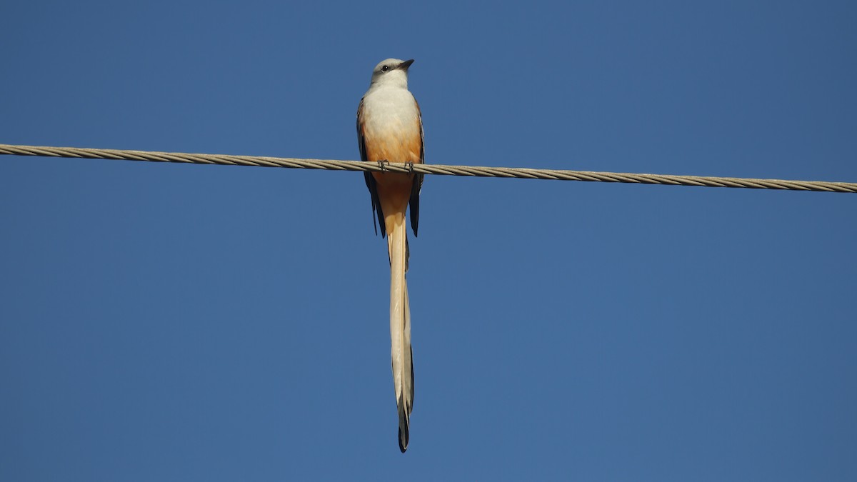 Scissor-tailed Flycatcher - Sandra Wright