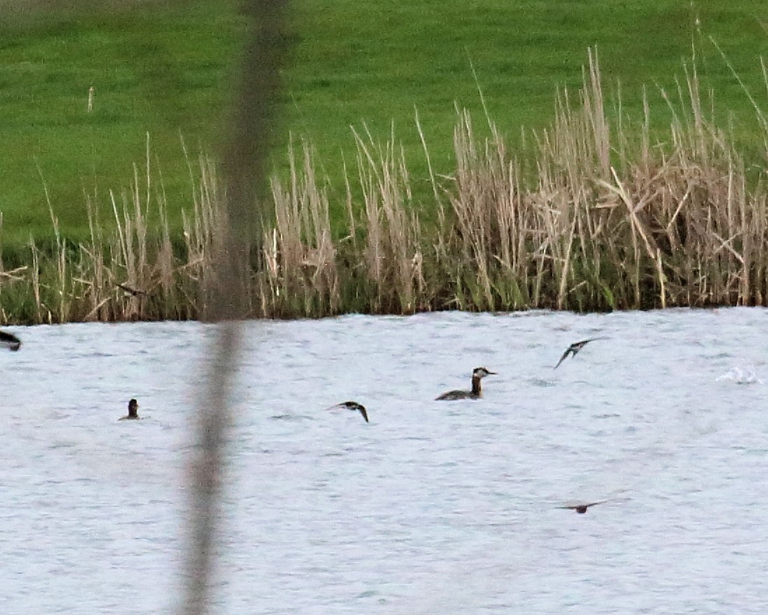 Red-necked Grebe - ML56568441