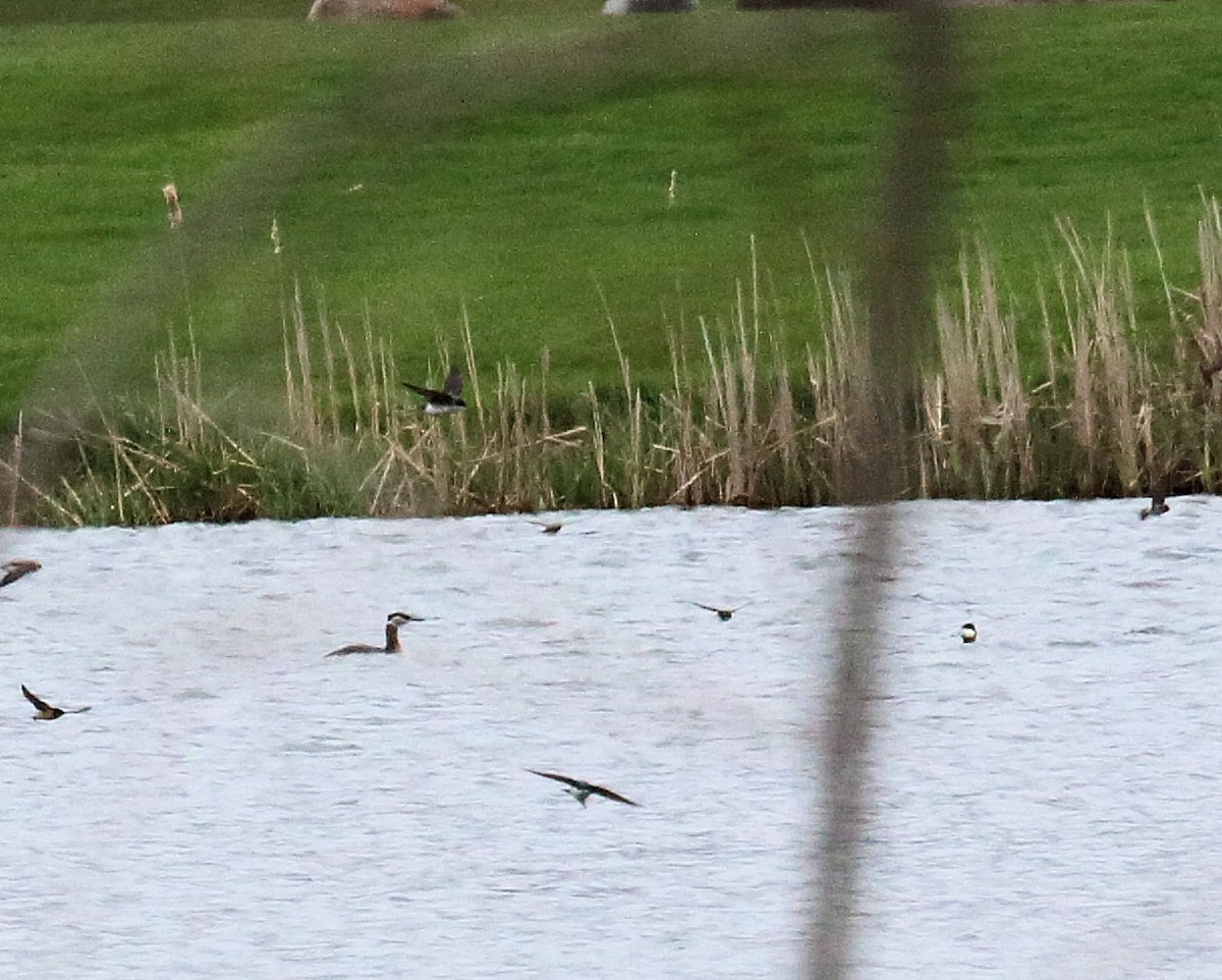 Red-necked Grebe - ML56568451