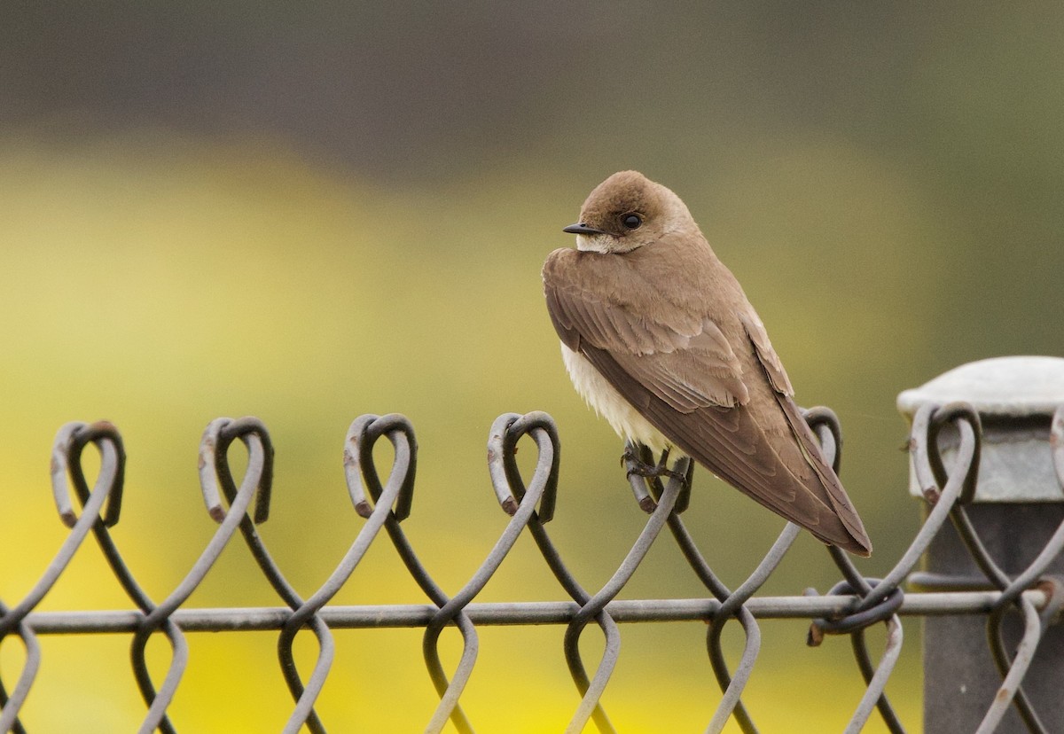 Northern Rough-winged Swallow - ML565684691
