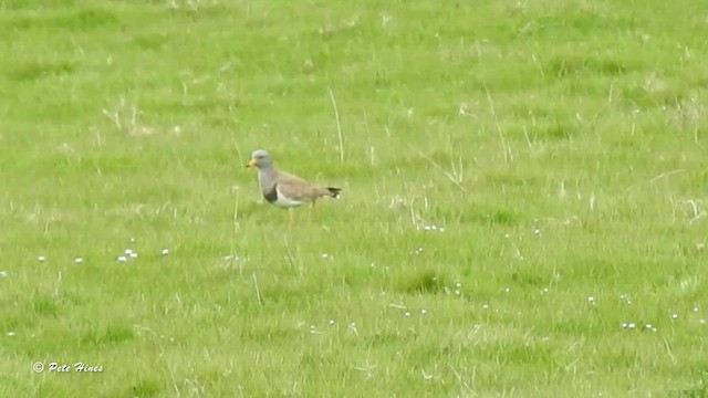 Gray-headed Lapwing - ML565684941