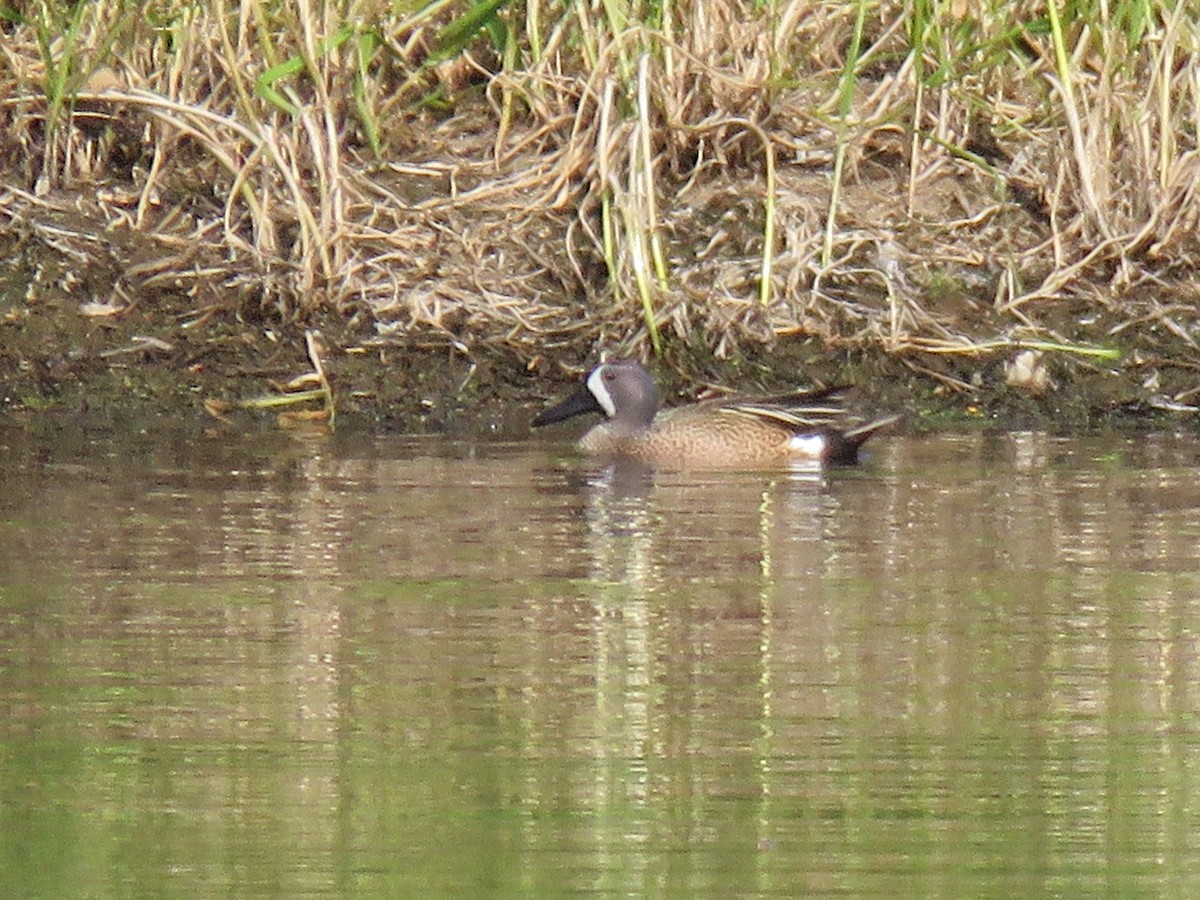 Blue-winged Teal - greg robertson