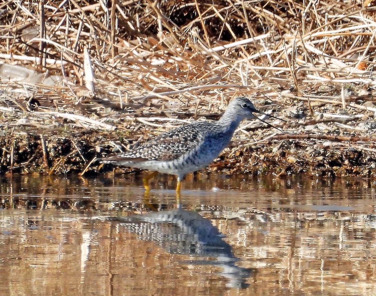 Greater Yellowlegs - ML565685251