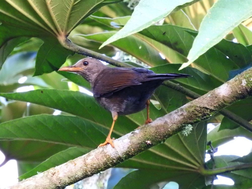 Glossy-black Thrush - Fernando Nunes