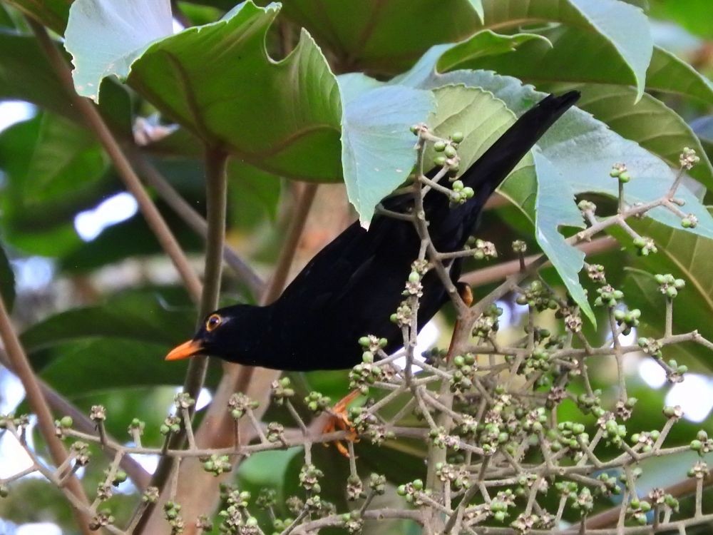 Glossy-black Thrush - Fernando Nunes