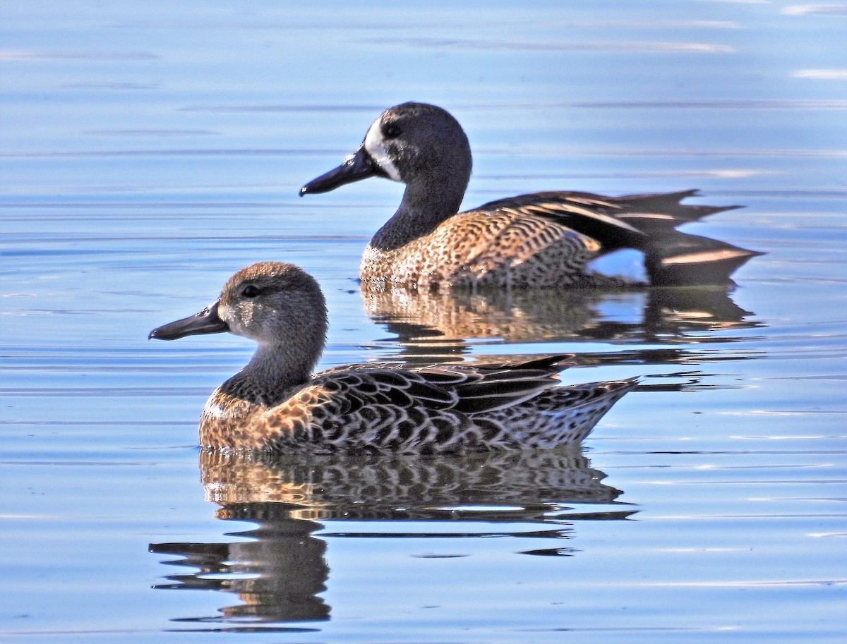 Blue-winged Teal - ML565685581