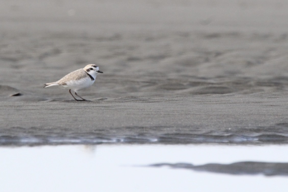 Snowy Plover - ML565685901