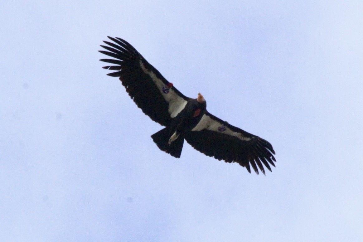 California Condor - ML565686141