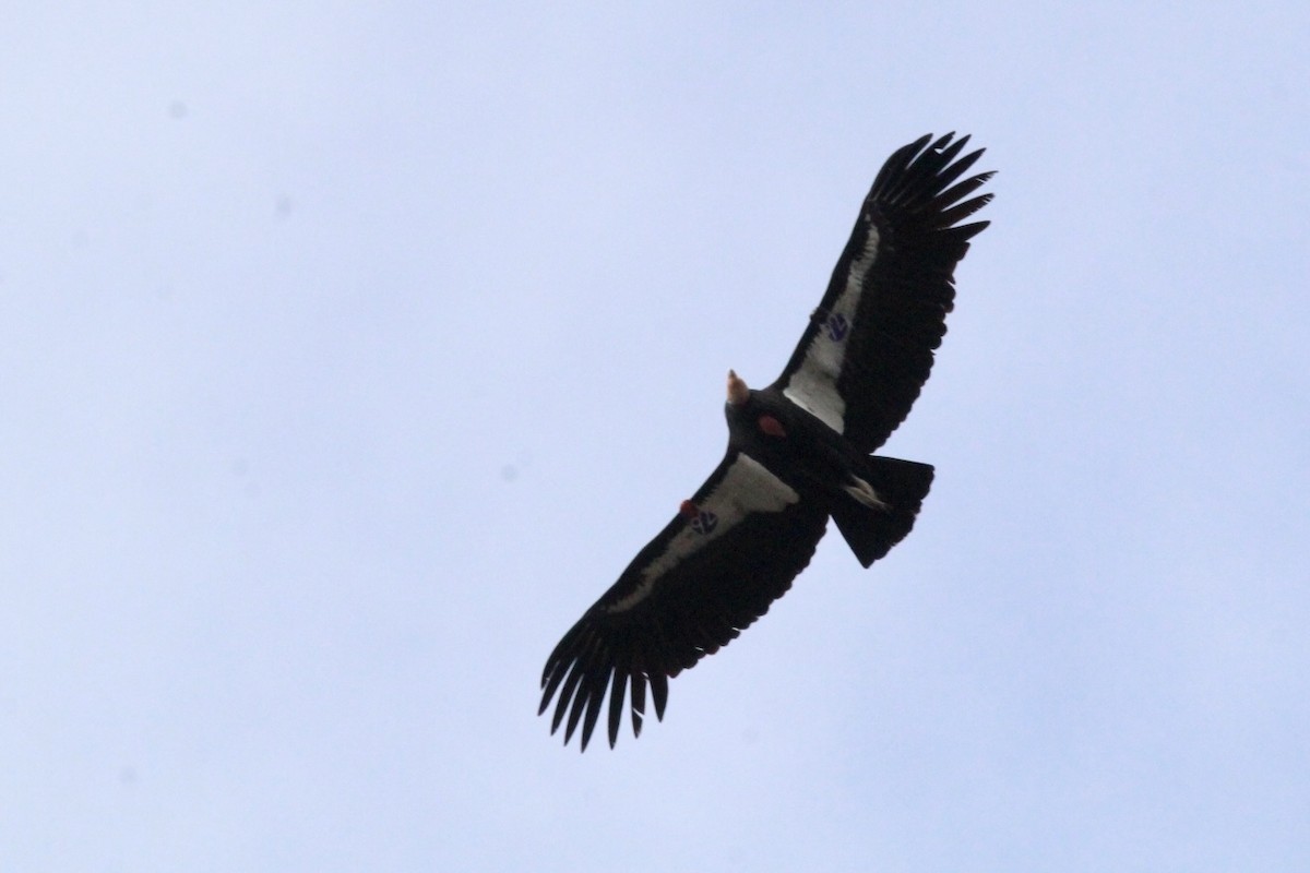 Condor de Californie - ML565686161