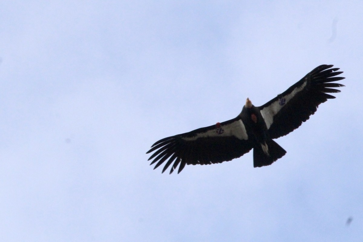 California Condor - ML565686171