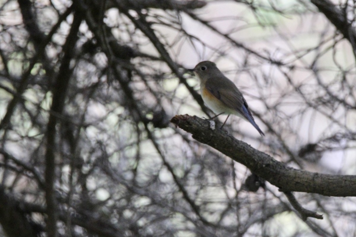 Red-flanked Bluetail - ML565686521