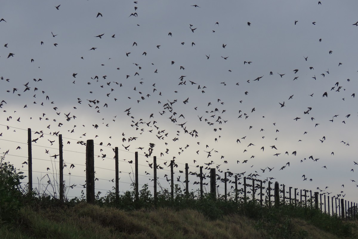 Cliff Swallow - ML565687511