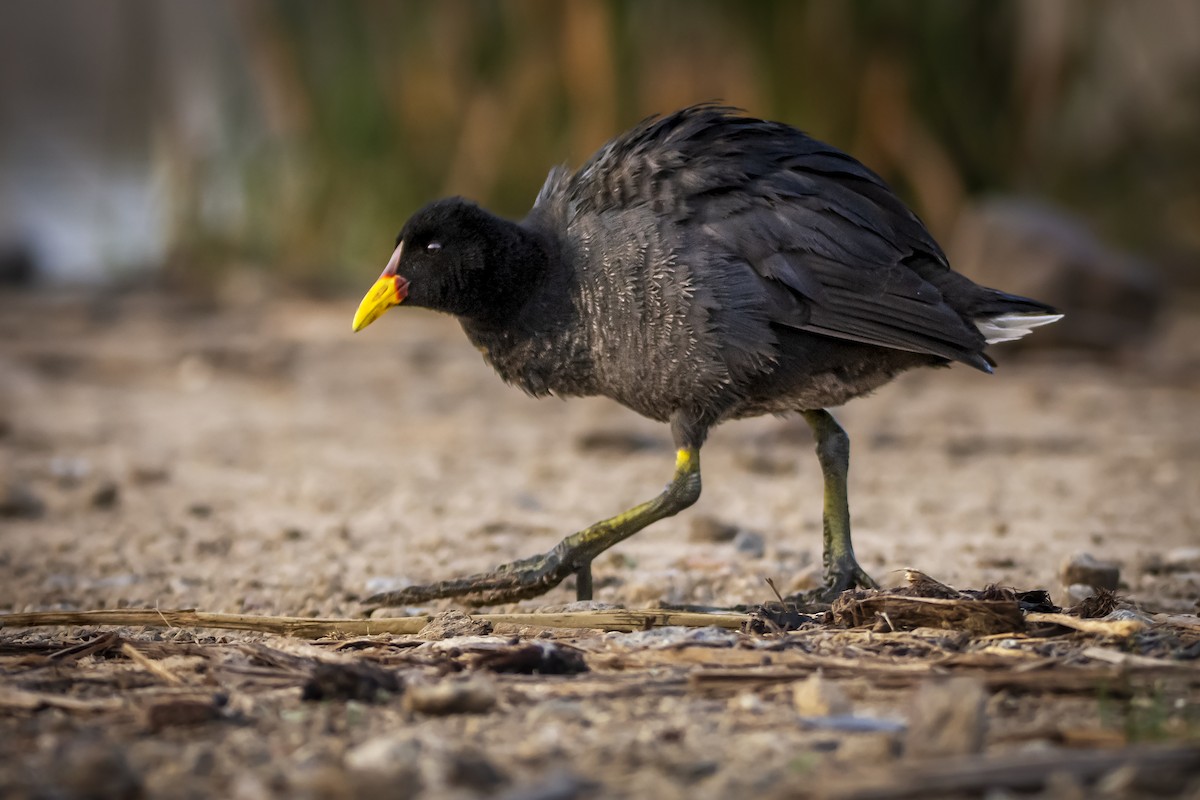 Red-fronted Coot - ADRIAN GRILLI