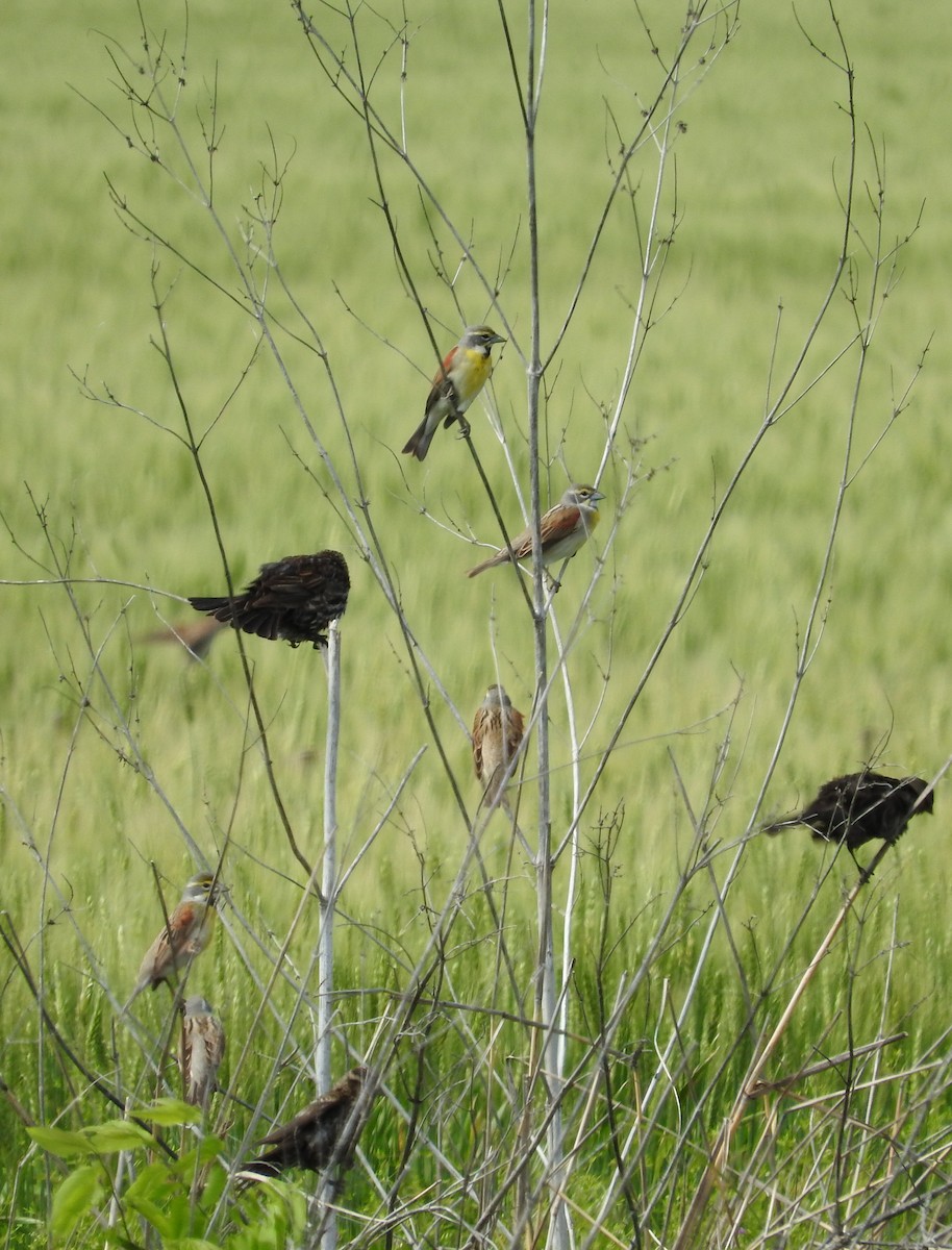 Dickcissel - ML56568921