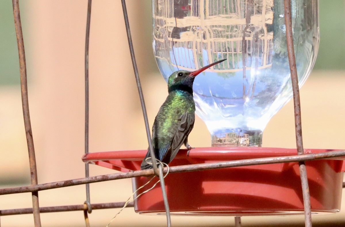 Broad-billed Hummingbird - Kevin  Brix