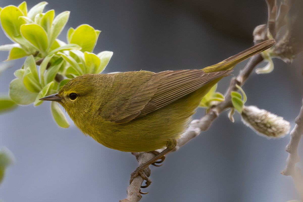 Orange-crowned Warbler - ML565690211