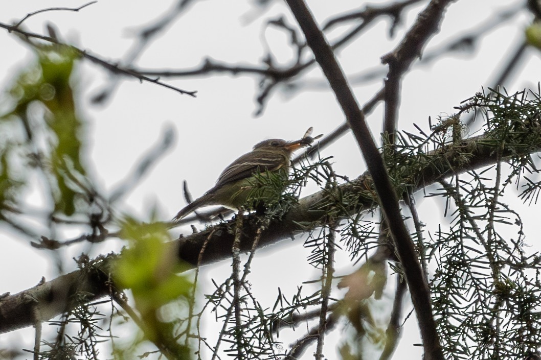 Western Flycatcher (Pacific-slope) - ML565690661