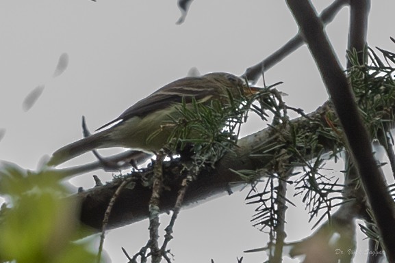 Western Flycatcher (Pacific-slope) - ML565690671