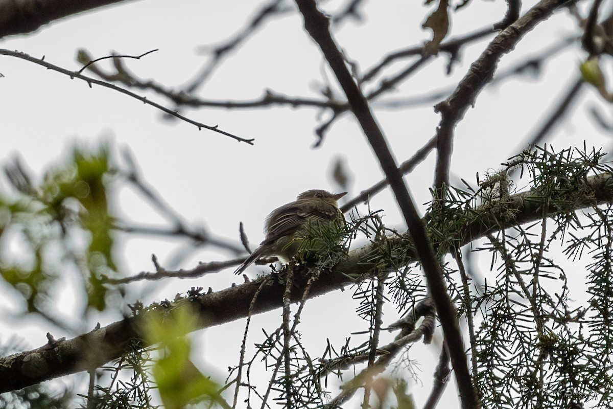 Western Flycatcher (Pacific-slope) - ML565690681