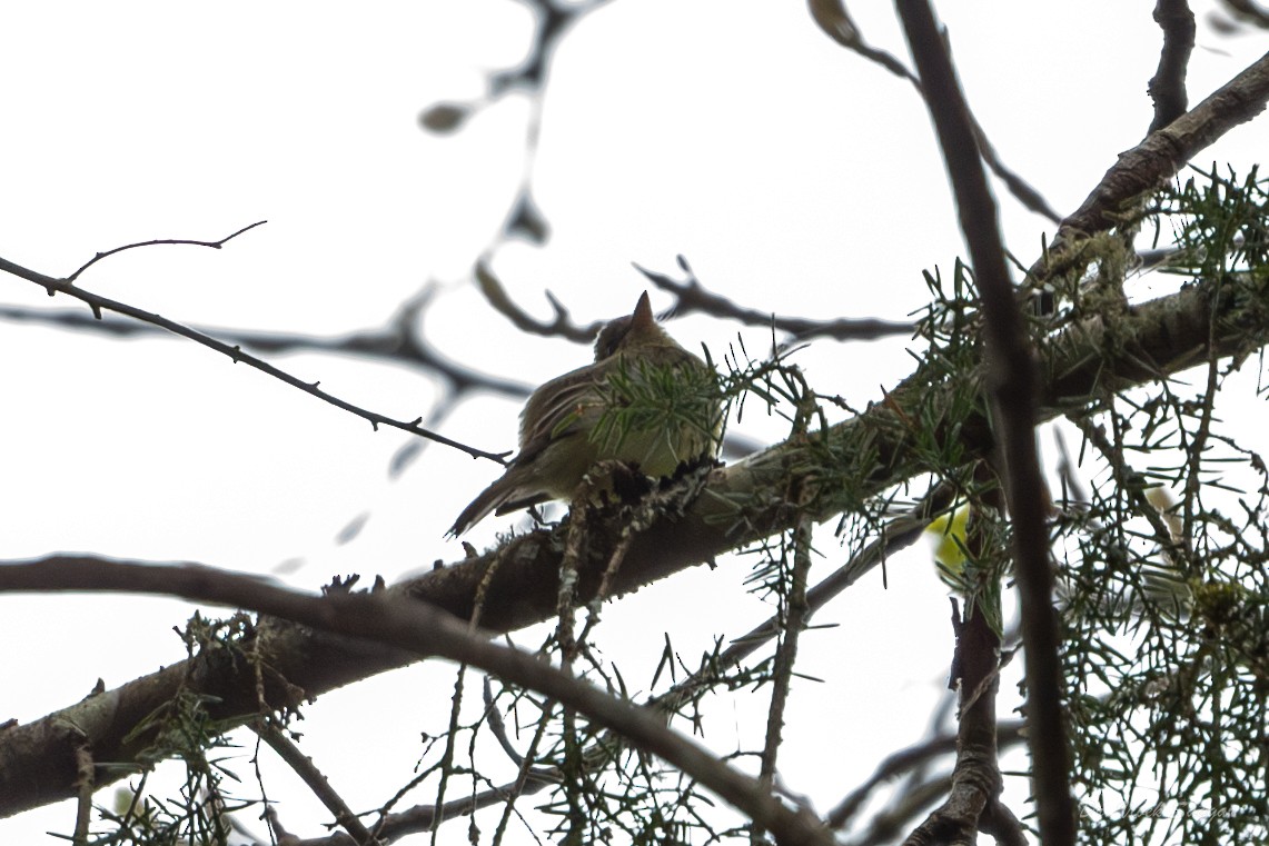 Western Flycatcher (Pacific-slope) - ML565690691
