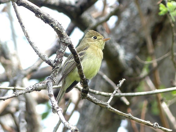 Western Flycatcher (Pacific-slope) - ML565690811