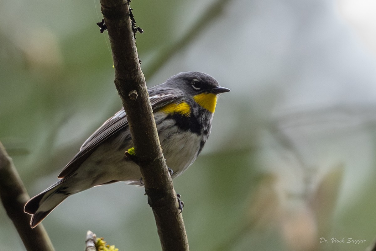 Yellow-rumped Warbler (Audubon's) - ML565690891
