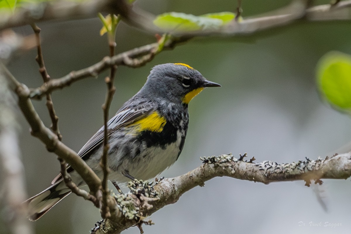 Yellow-rumped Warbler (Audubon's) - ML565690901
