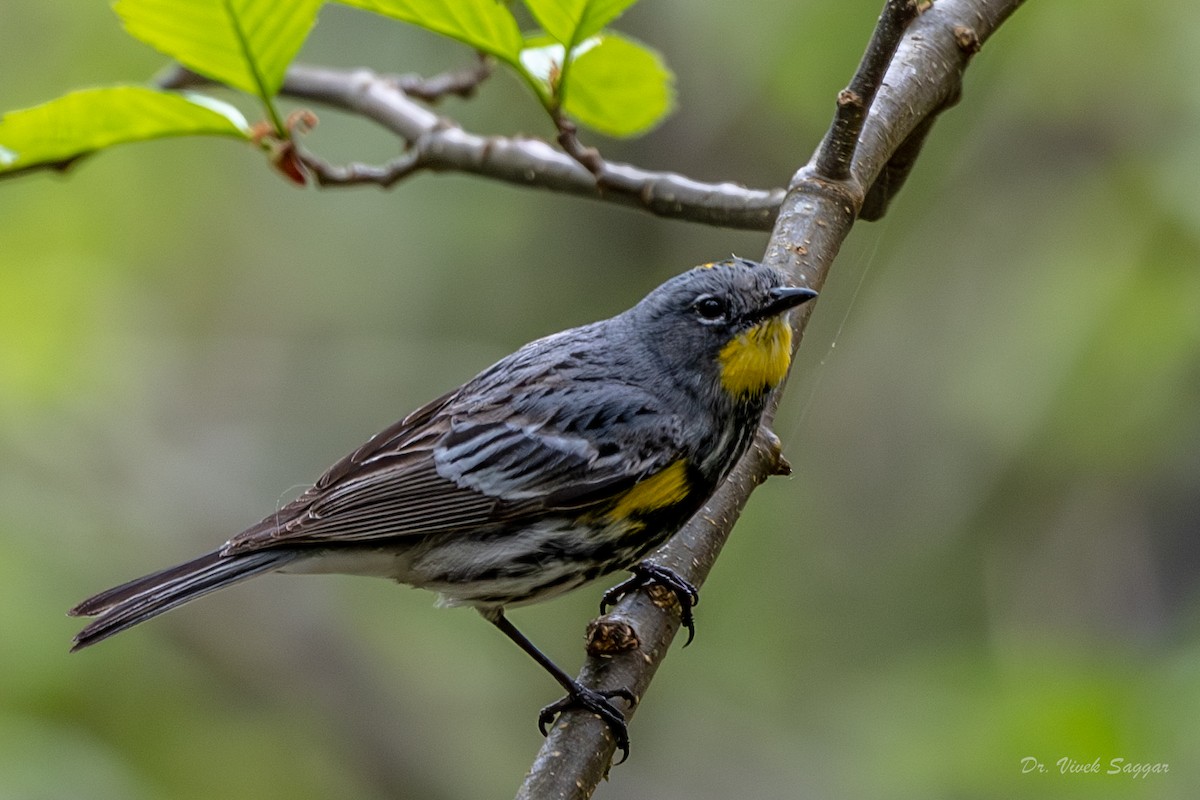 Yellow-rumped Warbler (Audubon's) - ML565690911