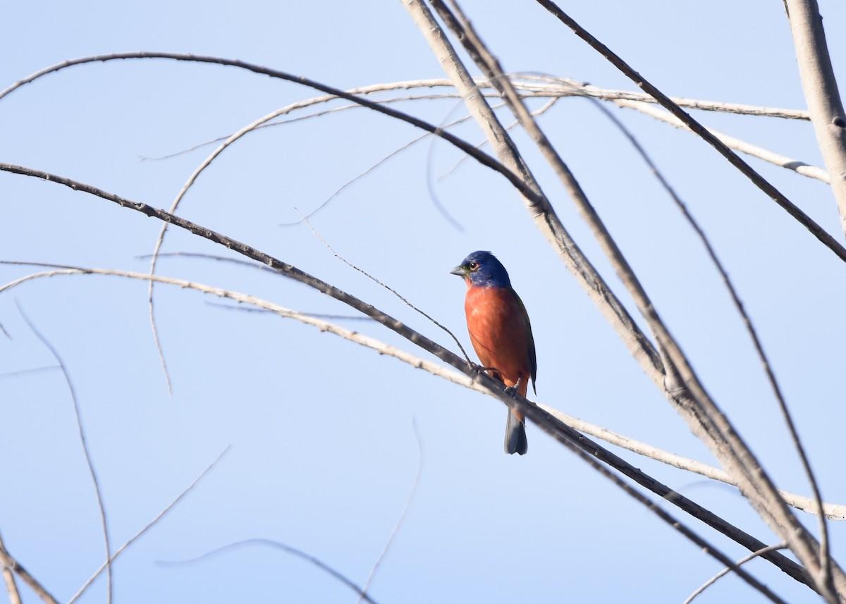 Painted Bunting - Stephen Falick