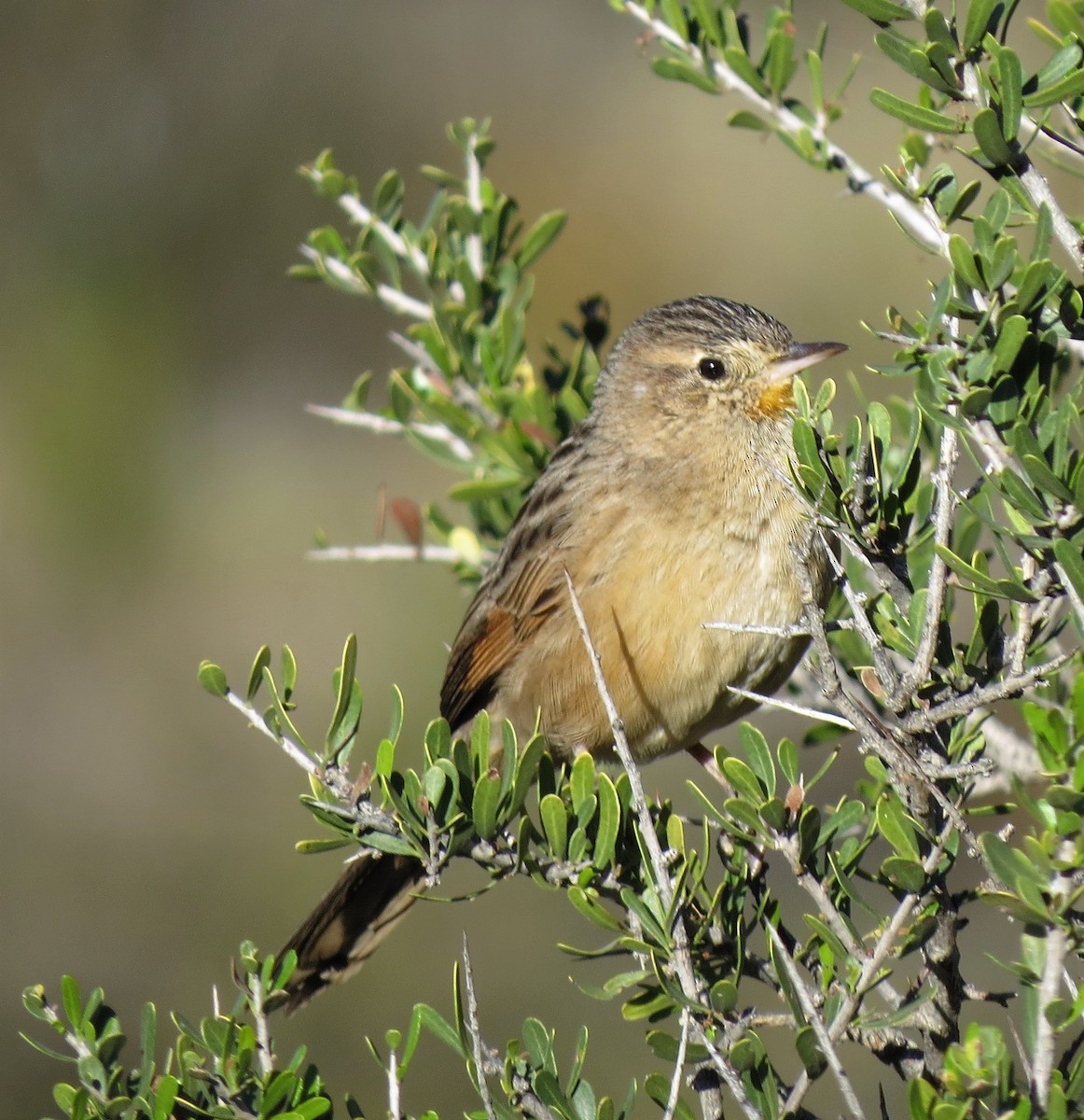 Strichelrückencanastero (Rötelflügelcanastero) - ML565691811