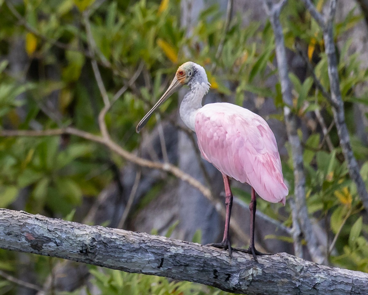 rosenskjestork - ML565692671