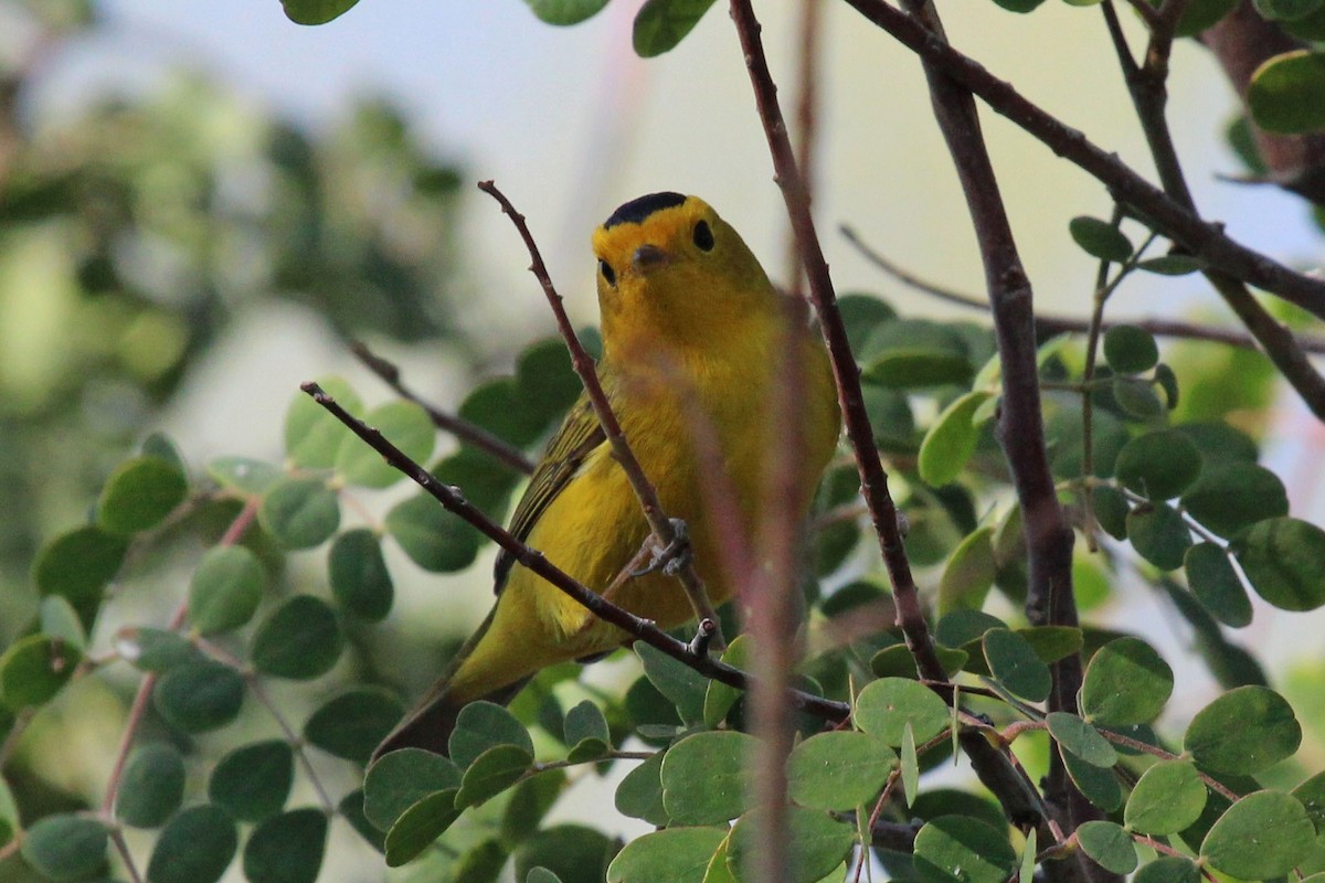 Wilson's Warbler - ML565693881