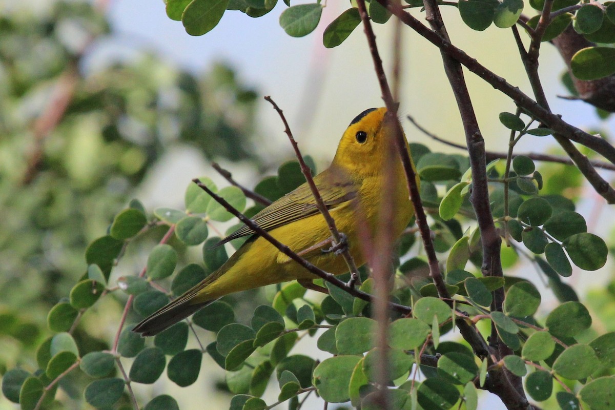 Wilson's Warbler - ML565693891