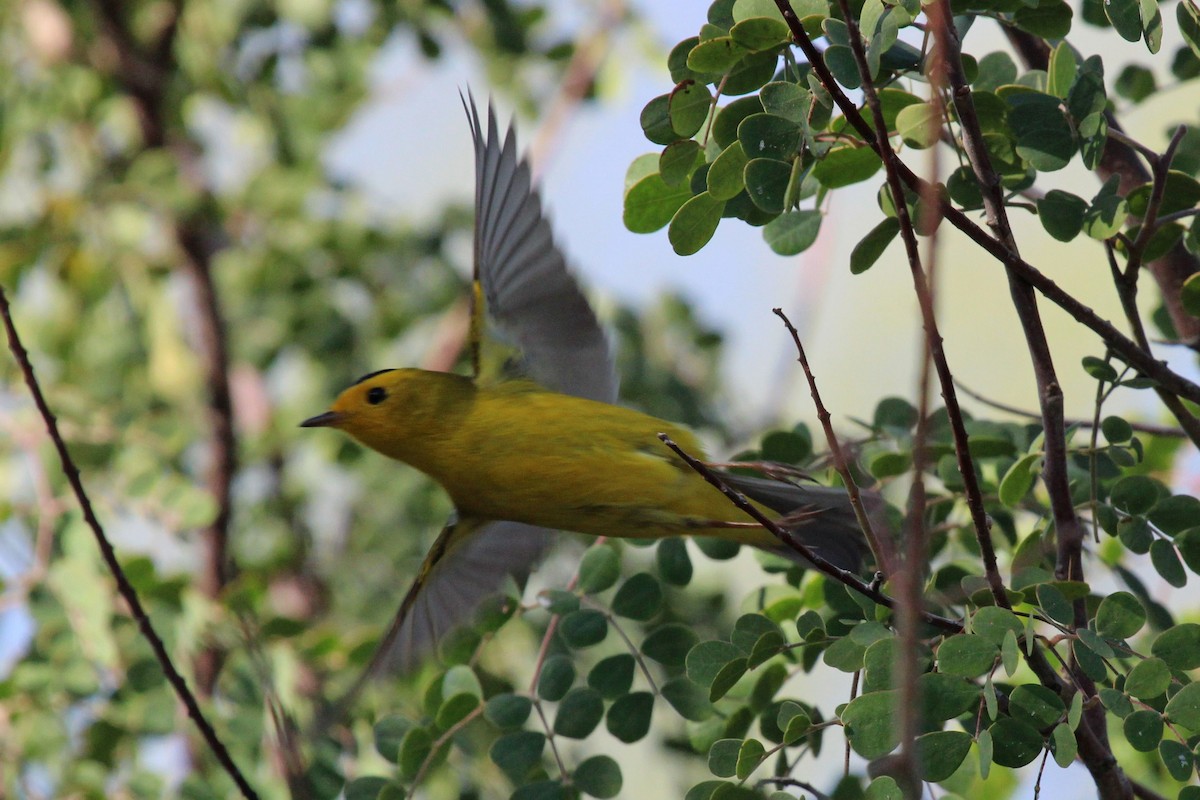 Wilson's Warbler - ML565693901