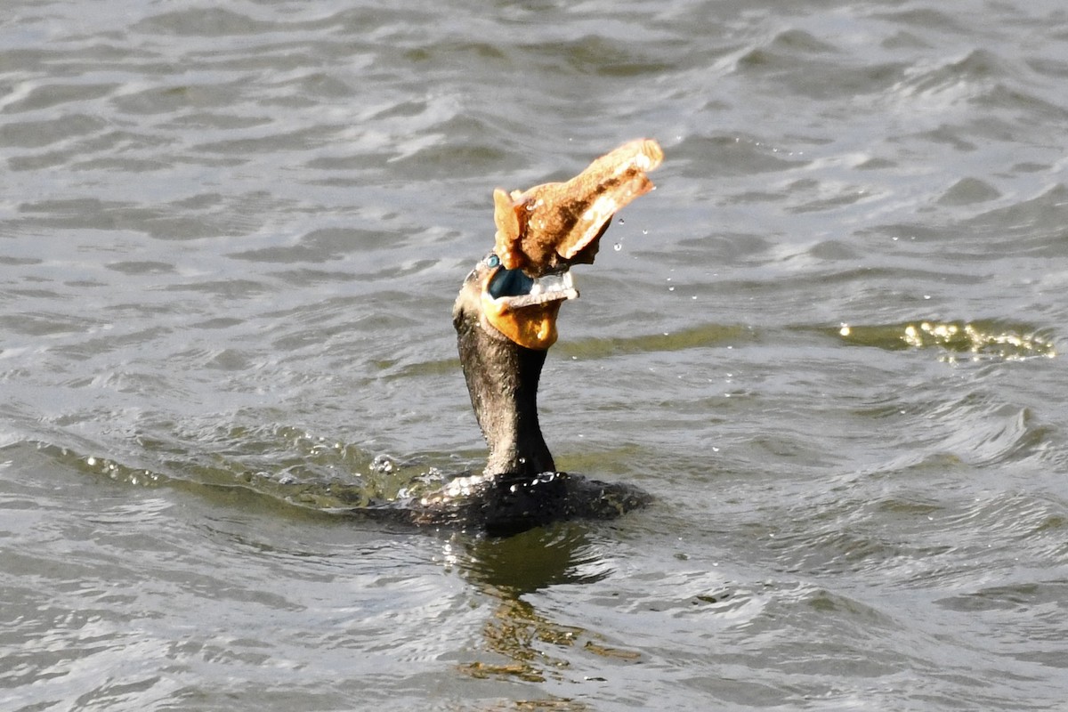 Double-crested Cormorant - ML565695631