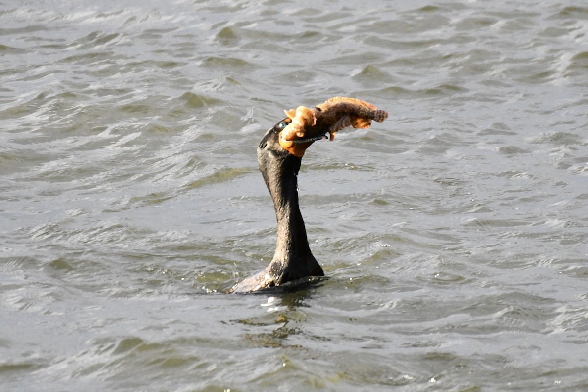 Double-crested Cormorant - ML565695761