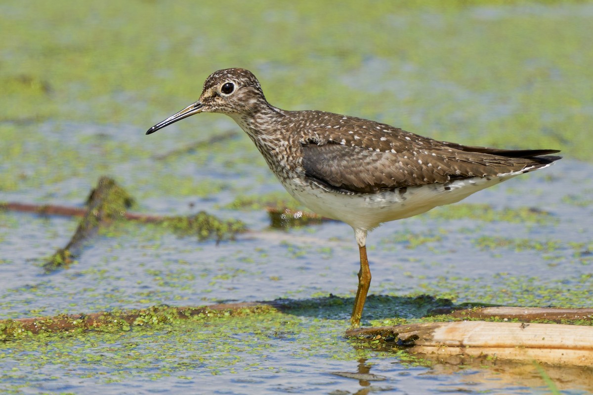 Solitary Sandpiper - ML565696521