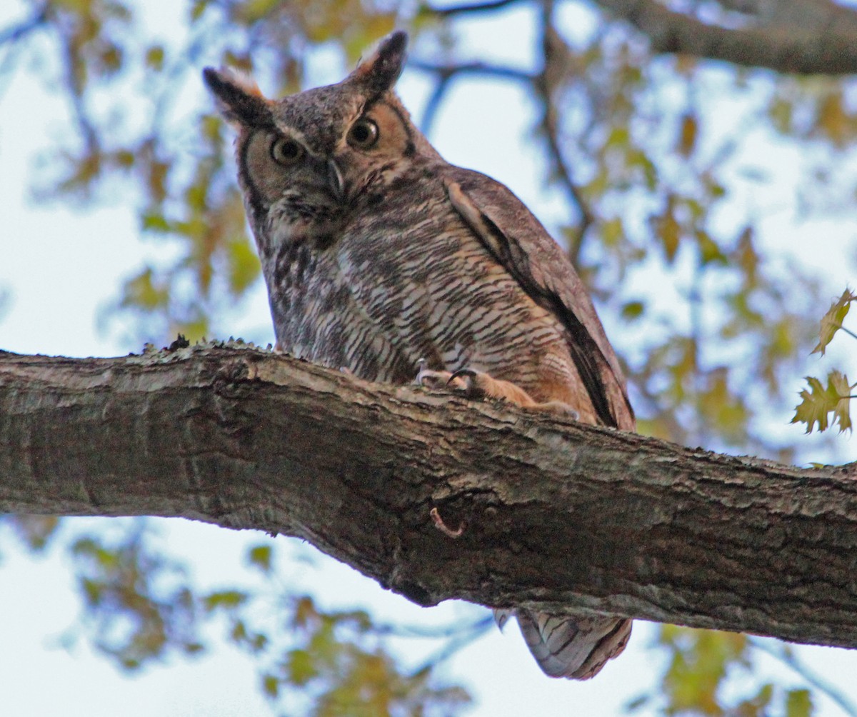 Great Horned Owl - ML565696591