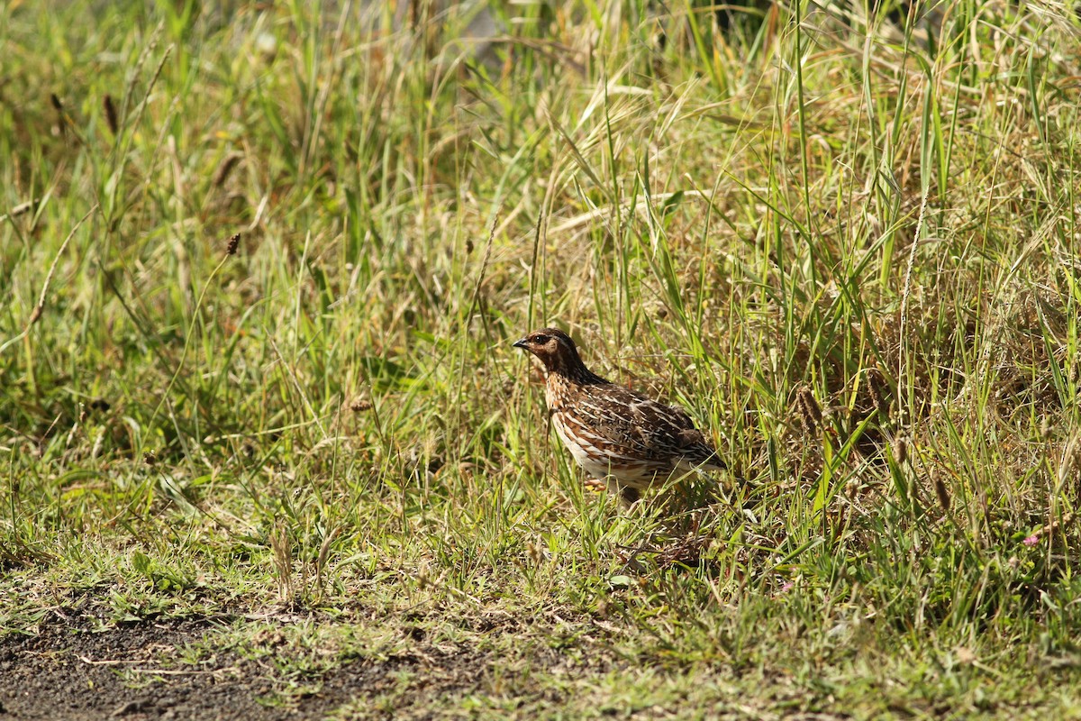 Common Quail - ML565696751