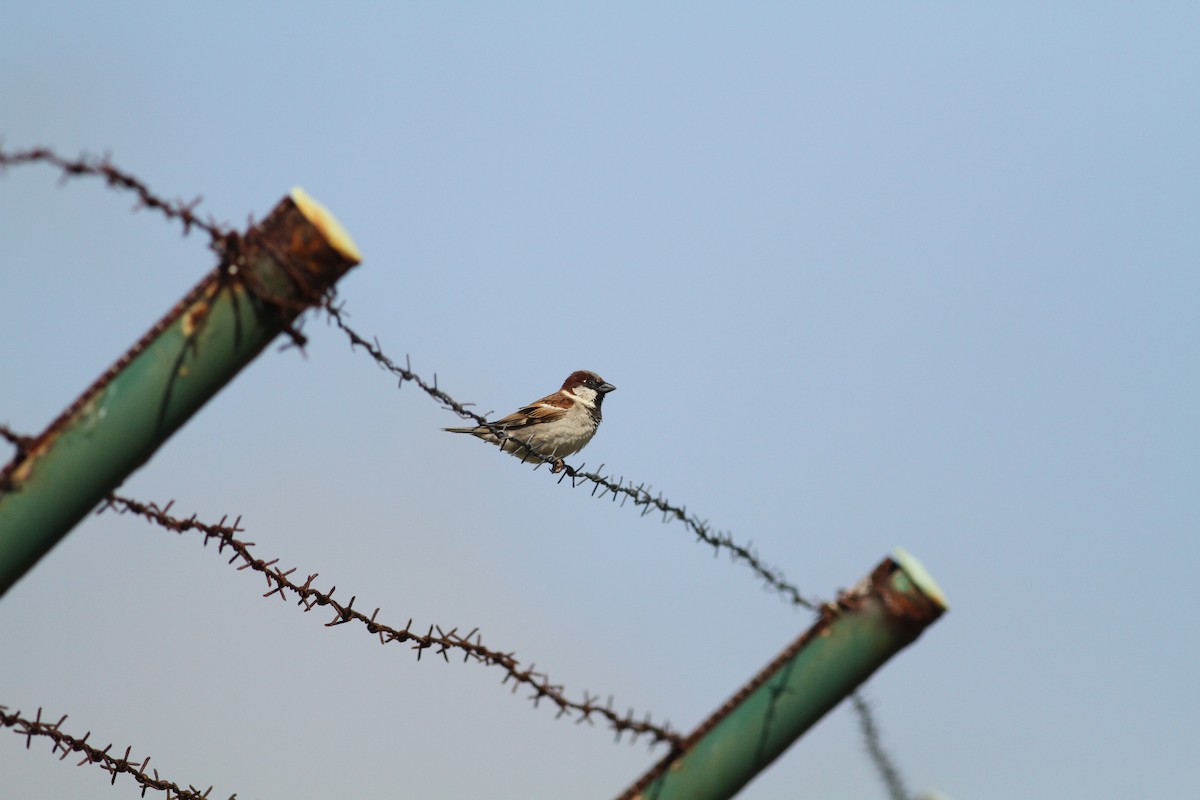 House Sparrow - ML565697251