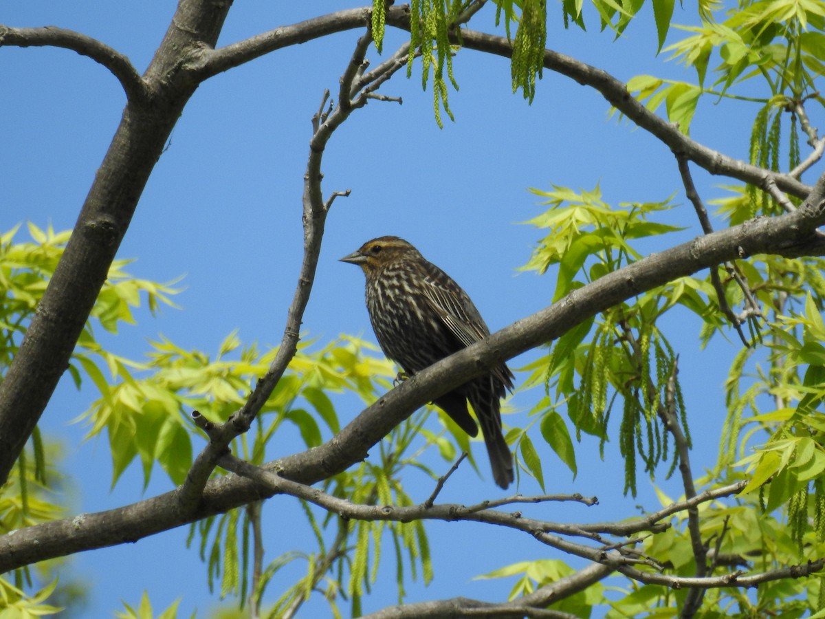 Red-winged Blackbird - ML56569731